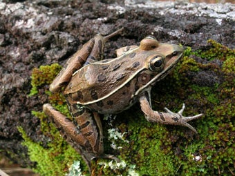 Frogs And Toads In Alabama | Outdoor Alabama